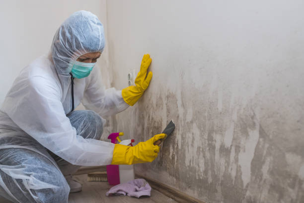 Best Mold Removal Company Near Me  in Lewiston, ME