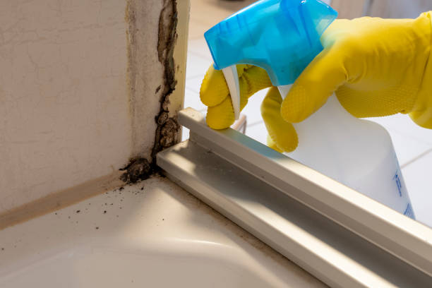 Best Mold Removal Specialists  in Lewiston, ME