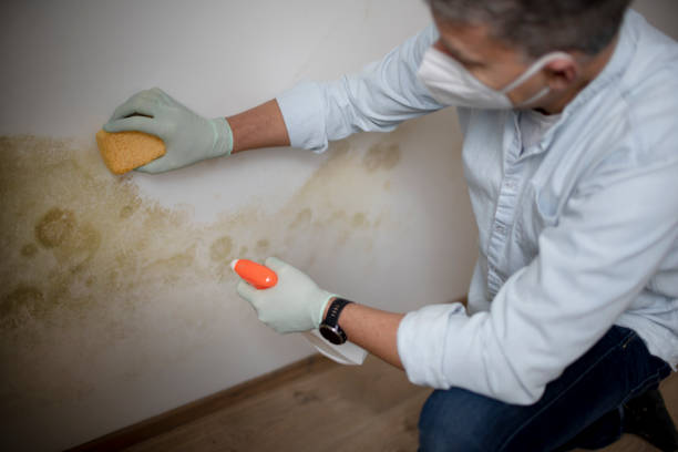 Best Black Mold Removal  in Lewiston, ME