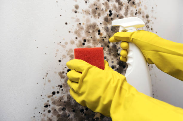 Best Mold Cleaning Services  in Lewiston, ME