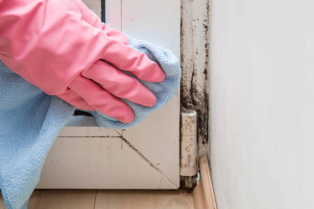 Best Certified Mold Removal  in Lewiston, ME