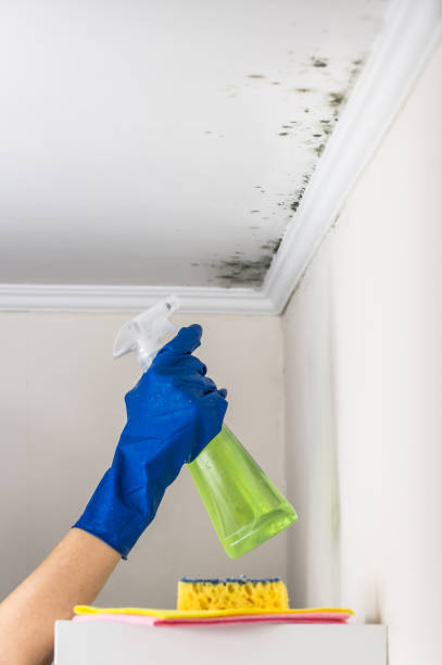 Best Office Mold Removal Services  in Lewiston, ME
